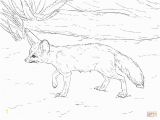 Fennec Fox Coloring Page Curious Fennec Fox Coloring Page