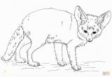 Fennec Fox Coloring Page Fennec Fox Coloring Page