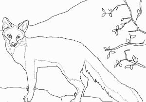 Fennec Fox Coloring Page Foxes Coloring Pages