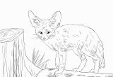 Fennec Fox Coloring Page north African Fennec Fox Coloring Page