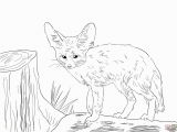 Fennec Fox Coloring Page north African Fennec Fox Coloring Page