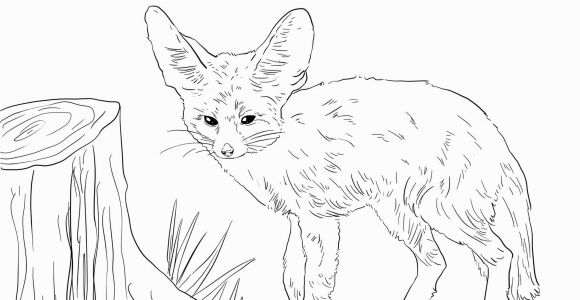 Fennec Fox Coloring Page north African Fennec Fox Coloring Page