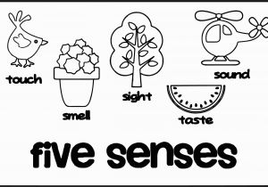 Five Senses Coloring Pages Free Unique 5 Senses Coloring Sheet Gallery
