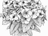 Flower Coloring Pages Printable for Adults Flower Coloring Pages for Adults Best Coloring Pages for