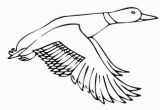 Flying Crow Coloring Page Ducksdrawings Flying Mallard Duck Coloring Page