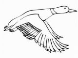 Flying Crow Coloring Page Ducksdrawings Flying Mallard Duck Coloring Page