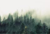 Foggy forest Wall Mural General forest Trees Mist Pixel sorting