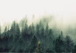 Foggy forest Wall Mural General forest Trees Mist Pixel sorting