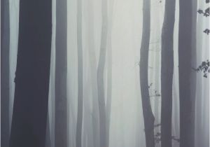 Foggy forest Wall Mural Misty forest Wallpaper