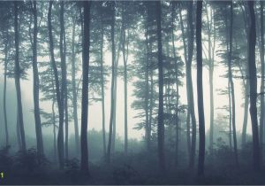Foggy forest Wall Mural Sea Of Trees forest Mural Wallpaper