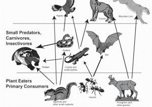 Food Pyramid Coloring Page Food Chain Coloring Sheets Food Webs Coloring Sheets and