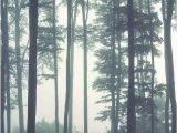 Forest Scene Wall Mural Dreamy Foggy forest Scene Mural Misty forests Mural forest