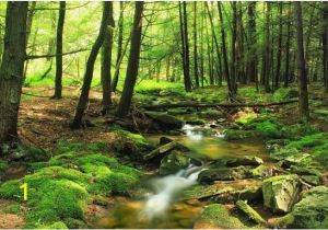 Forest Stream Wall Mural forest Wallpaper River forest Wall Mural Green forest