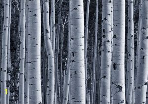 Forest Wall Murals Uk Silver Birch forest Wallpaper Wall Mural