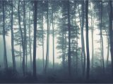 Forest Woodland Wall Murals Sea Of Trees forest Mural Wallpaper