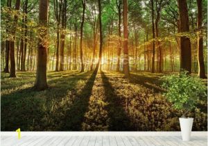 Forest Woodland Wall Murals Spring forest Pat Pinterest