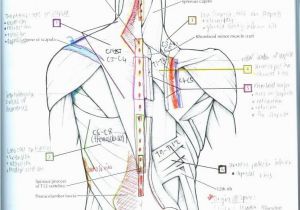 Free Anatomy Coloring Pages Printable 20 New Muscle Coloring Pages