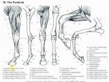 Free Anatomy Coloring Pages Printable Free Anatomy Coloring Pages – Dariokojadinfo