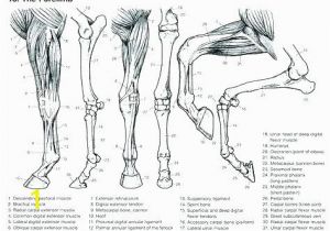 Free Anatomy Coloring Pages Printable Free Anatomy Coloring Pages – Dariokojadinfo