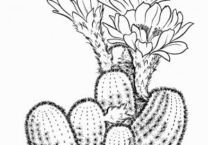 Free Cactus Coloring Pages Prickly Pear Cactus Coloring Page