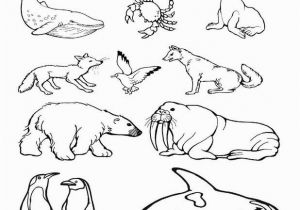 Free Coloring Pages Of Arctic Animals Arctic Animals Coloring Pages with Images