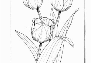 Free Coloring Pages Of Tulips the Language Of Flowers Coloring Book Dover Nature Coloring