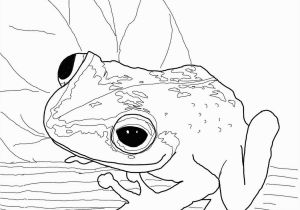 Free Frog Coloring Pages Coqui Frog Super Coloring
