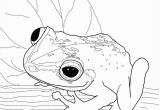 Free Frog Coloring Pages for Kids Coqui Frog Super Coloring