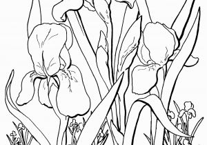 Free Online Coloring Pages for Adults Flowers Free Adult Floral Coloring Page the Graphics Fairy