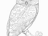 Free Owl Coloring Pages for Adults Owl Coloring Pages for Adults Free Detailed Owl Coloring