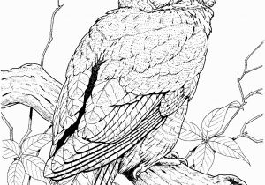 Free Owl Coloring Pages to Print Free Owl Coloring Pages