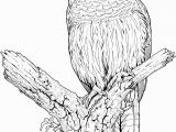 Free Owl Coloring Pages to Print Free Owl Coloring Pages