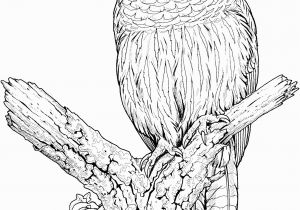 Free Owl Coloring Pages to Print Free Owl Coloring Pages