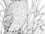 Free Owl Coloring Pages to Print Owl Coloring Pages
