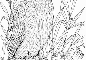 Free Owl Coloring Pages to Print Owl Coloring Pages