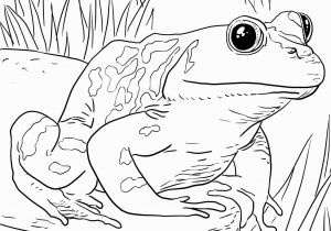 Free Preschool Coloring Pages Of Zoo Animals Zoo Animals Coloring Pages Best Coloring Pages for Kids