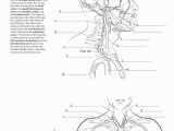 Free Printable Anatomy and Physiology Coloring Pages Anatomy and Physiology Coloring Pages at Getdrawings