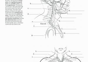 Free Printable Anatomy and Physiology Coloring Pages Anatomy and Physiology Coloring Pages at Getdrawings