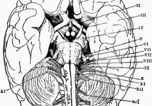 Free Printable Anatomy and Physiology Coloring Pages Anatomy and Physiology Coloring Pages Coloring Home