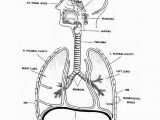 Free Printable Anatomy and Physiology Coloring Pages Anatomy and Physiology Coloring Pages Coloring Home