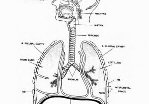 Free Printable Anatomy and Physiology Coloring Pages Anatomy and Physiology Coloring Pages Coloring Home