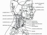 Free Printable Anatomy and Physiology Coloring Pages Anatomy and Physiology Coloring Pages Free at Getcolorings