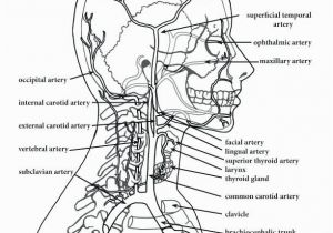 Free Printable Anatomy and Physiology Coloring Pages Anatomy and Physiology Coloring Pages Free at Getcolorings