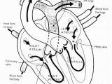 Free Printable Anatomy and Physiology Coloring Pages Anatomy and Physiology Coloring Pages Free at Getcolorings