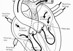 Free Printable Anatomy and Physiology Coloring Pages Anatomy and Physiology Coloring Pages Free at Getcolorings