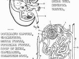 Free Printable Anatomy and Physiology Coloring Pages Anatomy and Physiology Coloring Pages Free Coloring Home