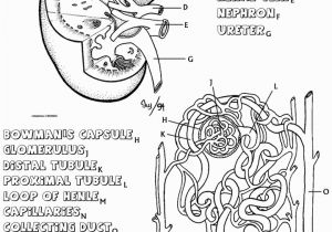 Free Printable Anatomy and Physiology Coloring Pages Anatomy and Physiology Coloring Pages Free Coloring Home