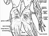 Free Printable Anatomy and Physiology Coloring Pages Anatomy and Physiology Coloring Pages Free Coloring Home