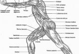 Free Printable Anatomy and Physiology Coloring Pages Free Anatomy and Physiology Coloring Pages Coloring Home