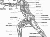 Free Printable Anatomy and Physiology Coloring Pages Free Anatomy and Physiology Coloring Pages Coloring Home
